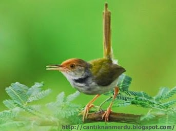 Budidaya Burung: Beberapa jenis burung Prenjak yang