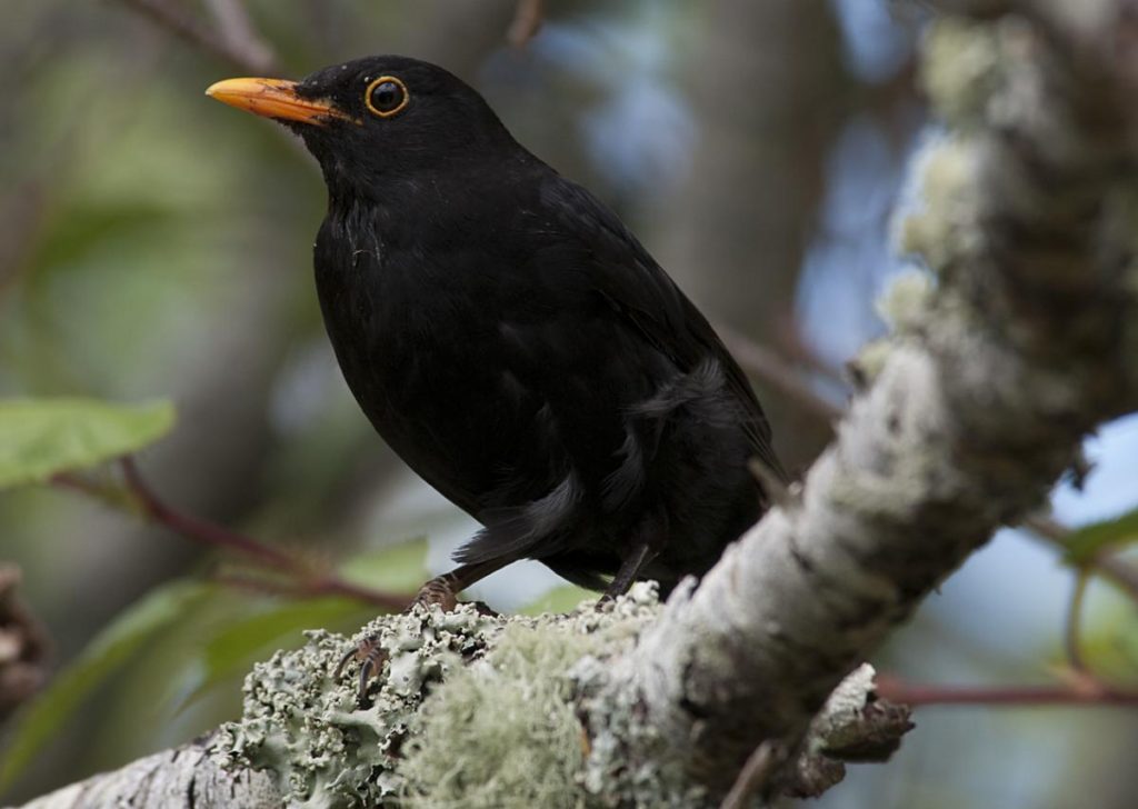 Common blackbird Amazing Pets For You