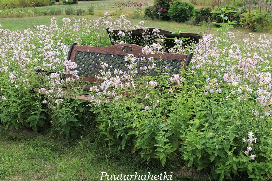 Puutarhavierailulla Botanischer Garten Mellenthin, Usedom, Saksa, osa