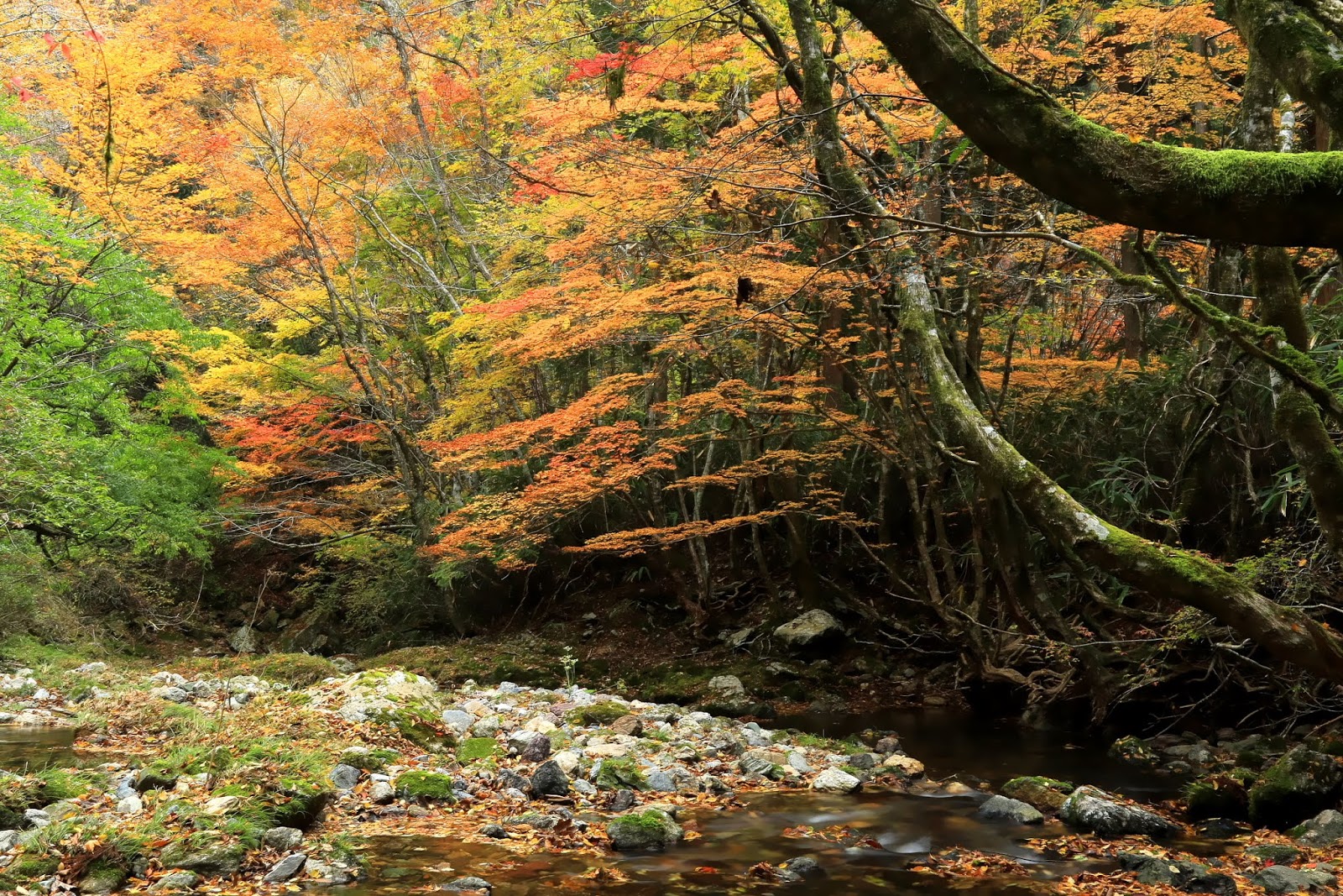 笑隆の庭 小田深山 1