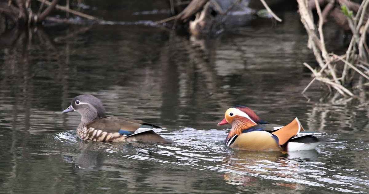 Dorset Birds: Wednesday 7th April 2021