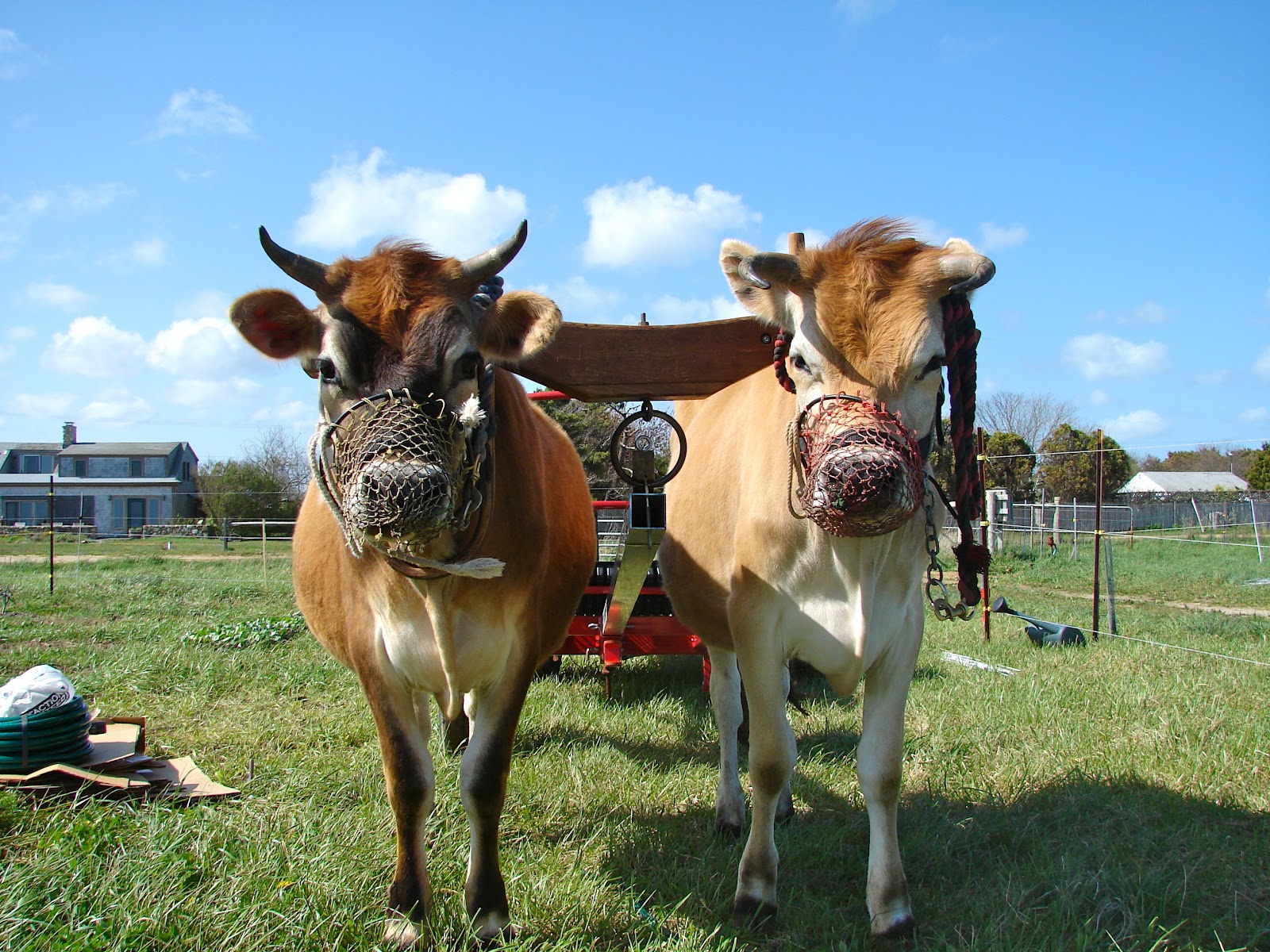 Slip Away Farm Apollo and Zeus