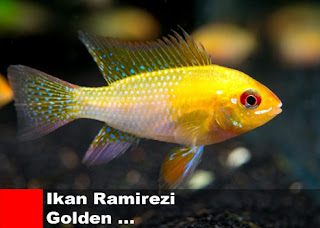 Jenis-Jenis Ikan Hias Ramirezi