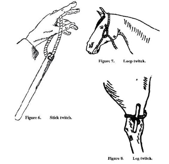 HANDLING AND RESTRAINING ANIMALS Vets Solution
