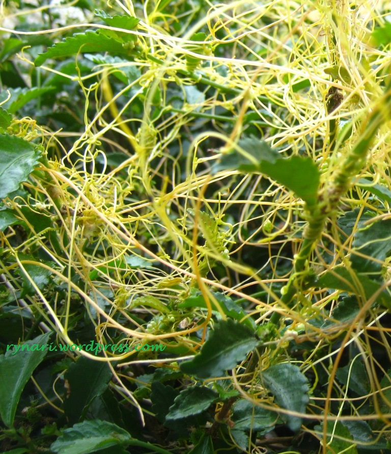 Mata Alam Simbiosis Alam