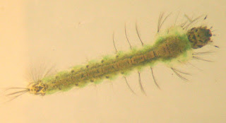 Güney Almanyadaki 8 mm. uzunluğunda Anofel larvaları
