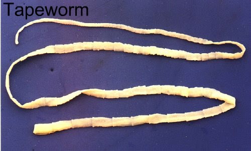 Jaliya s Biology 11 Blog Identifying Worms jaliya-s-biology-11-blog-identifying-worms