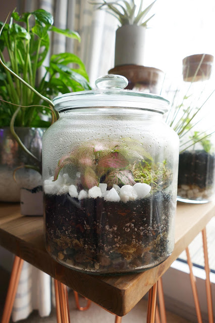 How To Build Your Own Terrarium At Home, DIY Terrariums Shop Review, DIY Terrariums Shop etsy, terrarium kits cheap uk, terrarium kit uk, closed terrarium kit, etsy terrarium kit How To Build Your Own Terrarium At Home, DIY Terrariums Shop Review, DIY Terrariums Shop etsy, terrarium kits cheap uk, terrarium kit uk, closed terrarium kit, etsy terrarium kit