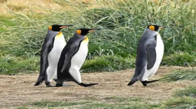 King Penguins