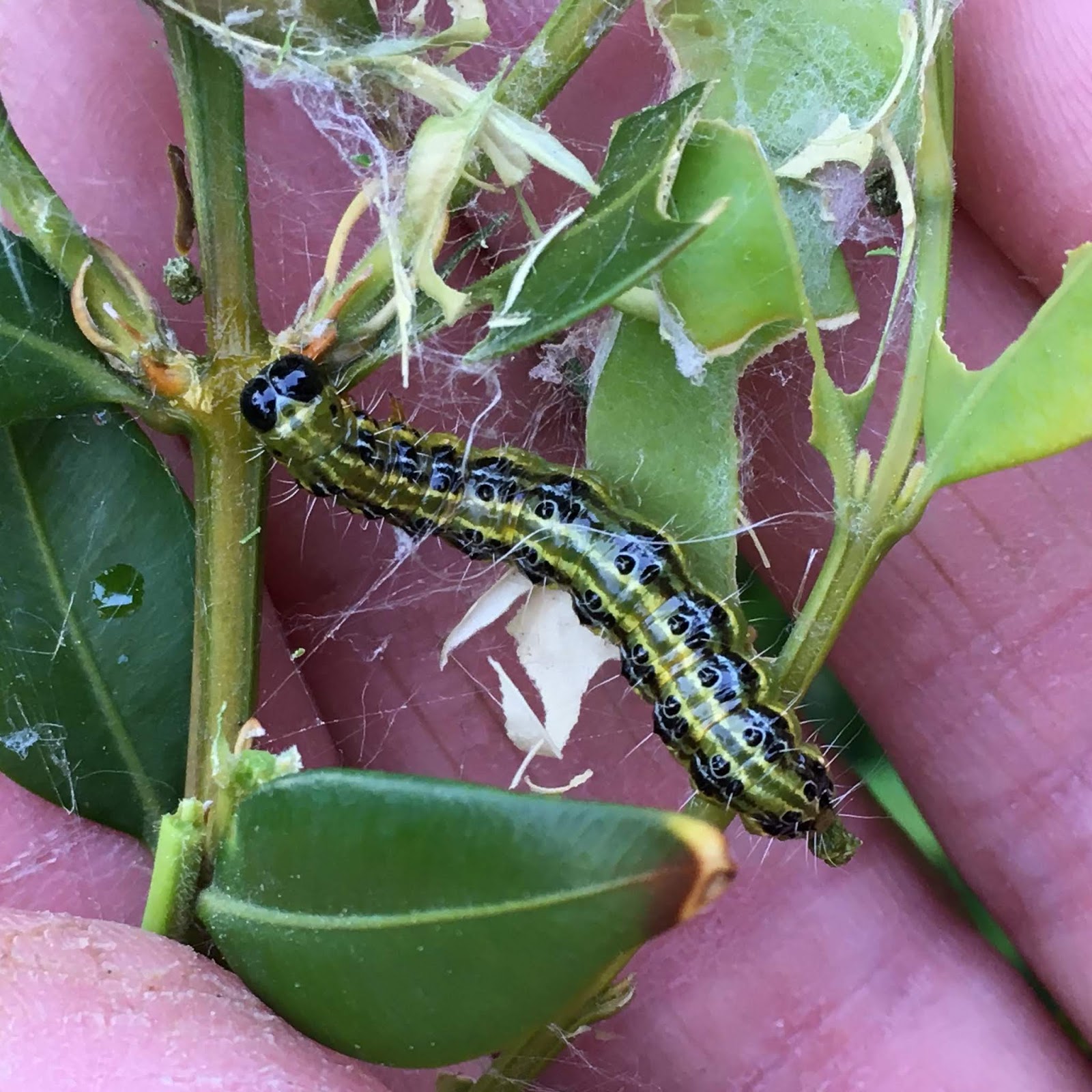 Upper Thames Moths Larvae of the Boxworm Moth