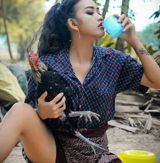 Racikan Jamu Lovbirt Konslet Untuk Betina : DUNIA BURUNG : Lovebird