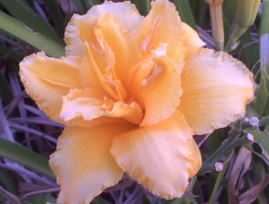 Straddling the Gap Lilies in Indiana