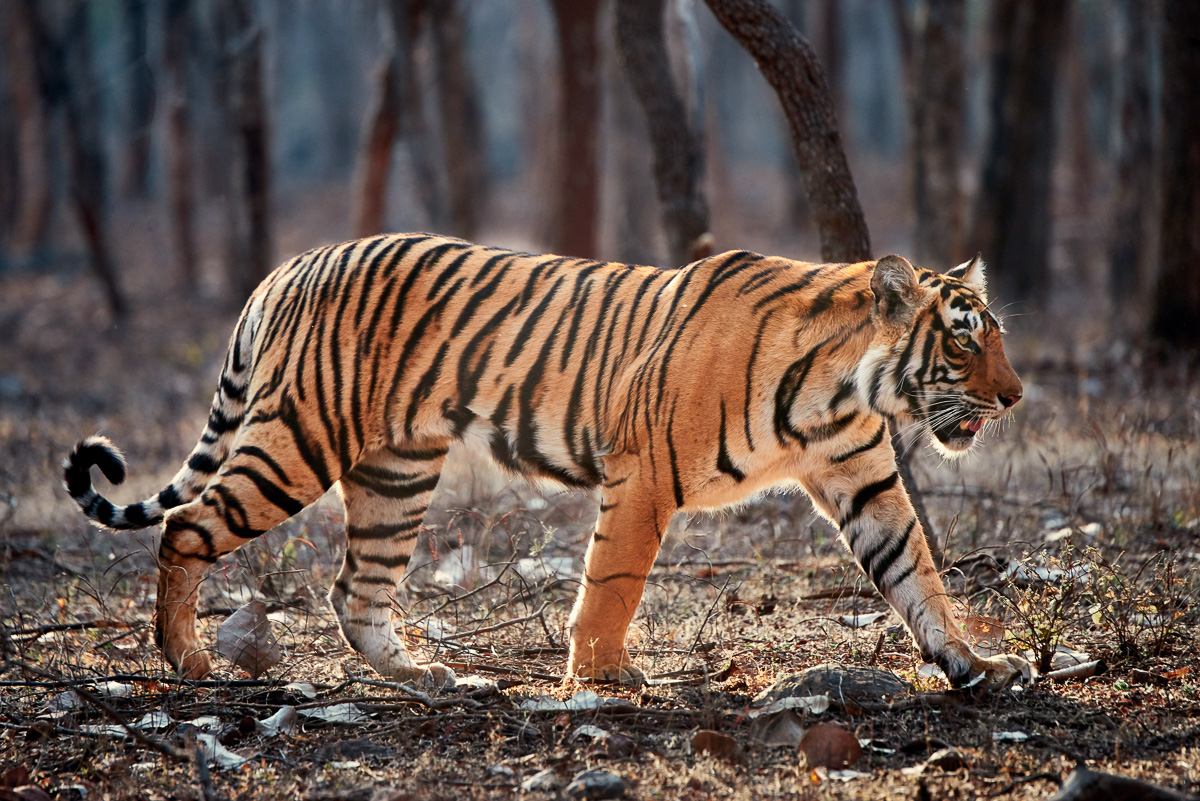 Indian villagers eat tiger meat in Raipur, Chhattisgarh