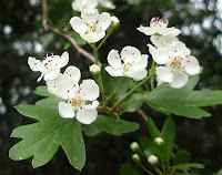 Espino albar (Crataegus monogyna)