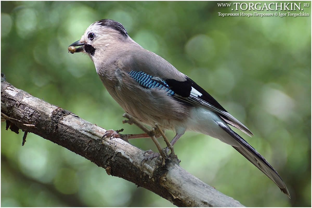 Птица сойка кубань. Рынок славянск на кубани режим. Рынок славянск на кубани режим. Северный парк озеро славянск на кубани. Стела город славянск на кубани.