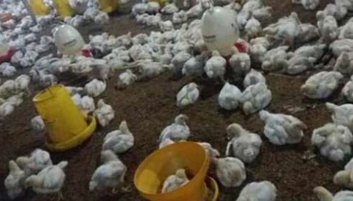 Peternak Ayam Diminta Adukan Anjloknya Harga ke Bupati dan Gubernur