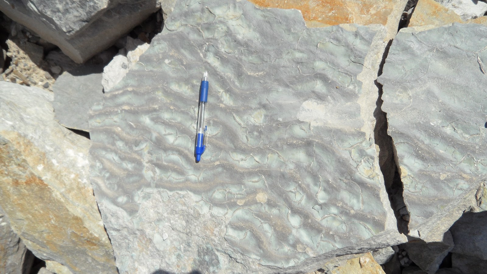 Fossils and Geology of Lanark County, Ontario From Trails, to Mud