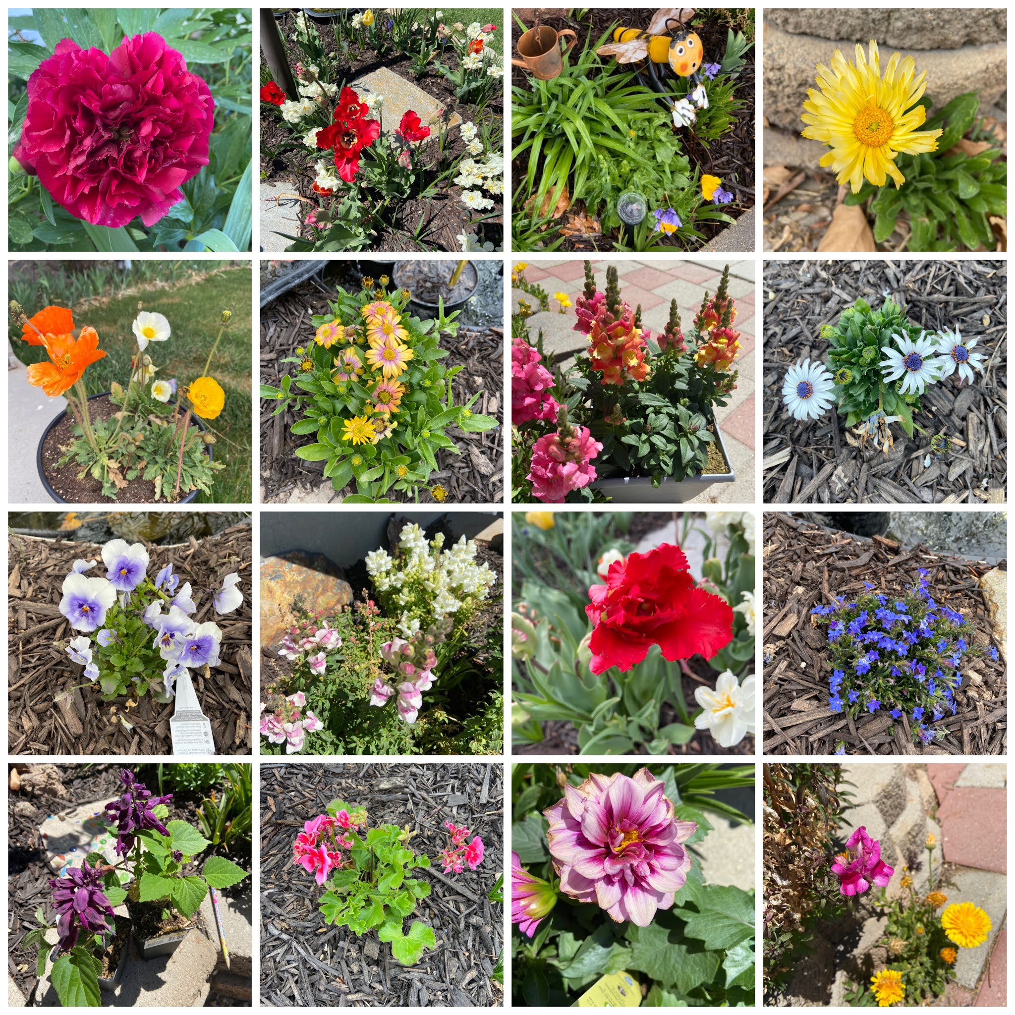 Flowers Health Benefits