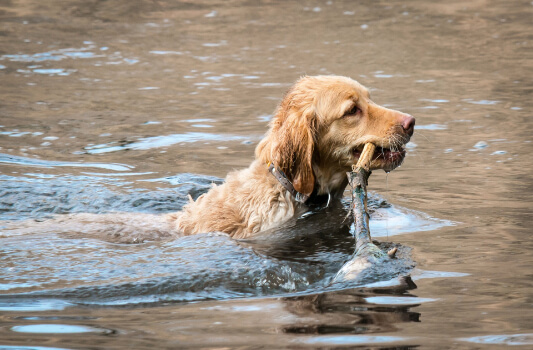 How to Say "Dog" in Tagalog Translation - Filipino Parenting