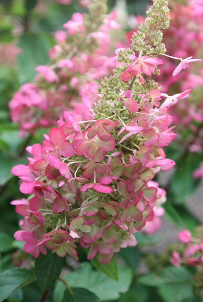 Hortensia - AGM -Hydrangea paniculata Pinky-Winky ('Dvppinky')