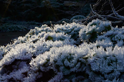 saxifrage, frost,