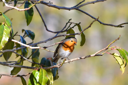 Pisco de Peito-Ruivo - Erithacus rubecula.