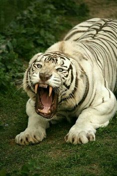 tiger images