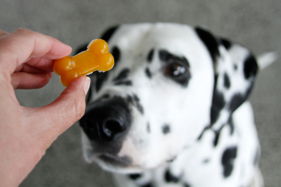 Dalmatian DIY {RECIPE} Pumpkin Gelatin Gummy Dog Treats