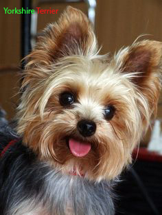 yorkshire terrier