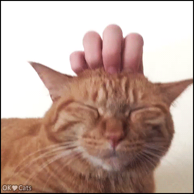 Funny Cat GIF • OK your cat enjoys a good face massage but don't mess with its eyes [cat-gifs.com]