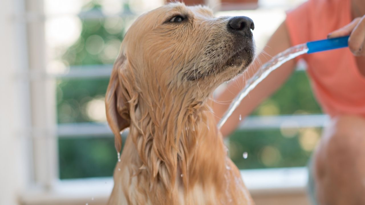 How Often to Bathe a Dog? Tips and Factors to take note!