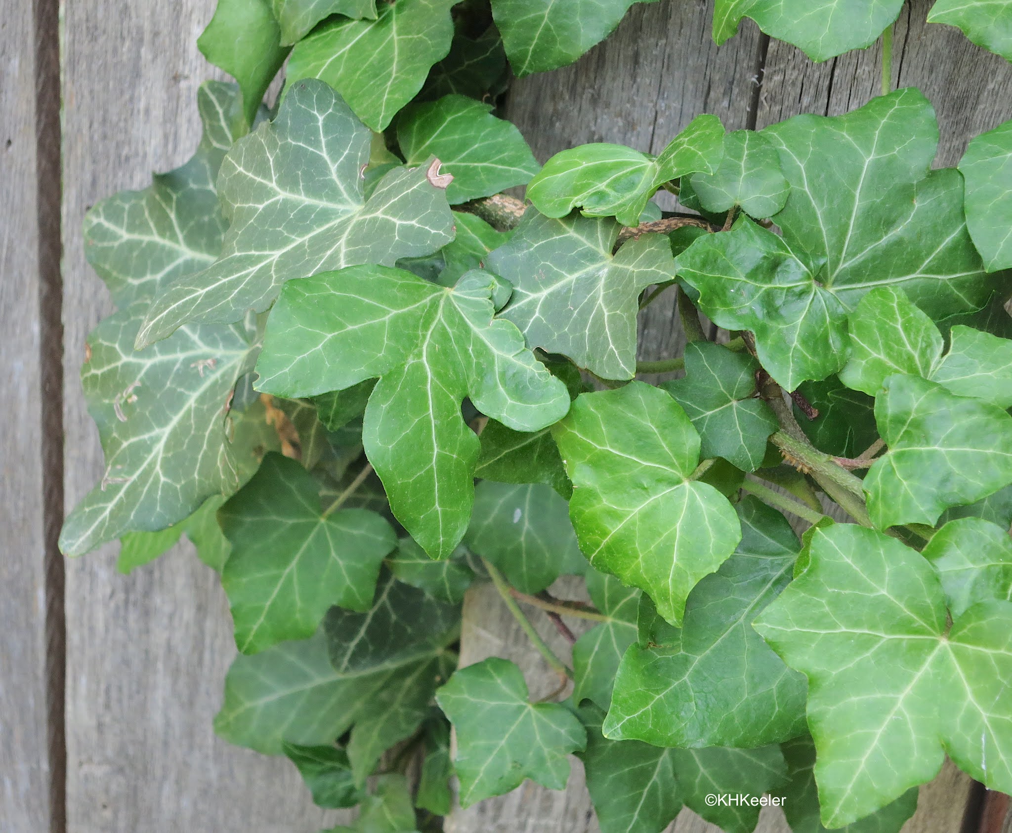 English Ivy Symbolism, Traditions, and Mythology