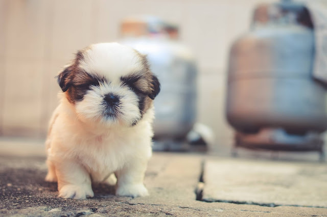 photos of cute dogs photos of cute dogs
