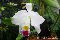 Cattleya trianae