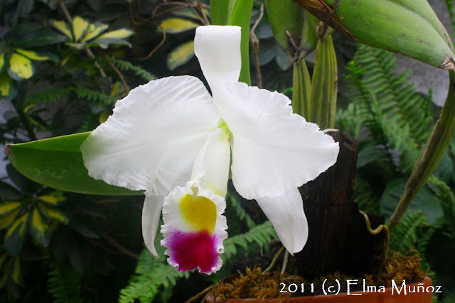 Cattleya trianae