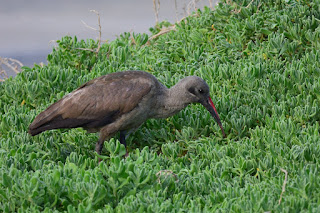 Bostrychia hagedash - Ibis hagedash Bostrychia hagedash - Ibis hagedash