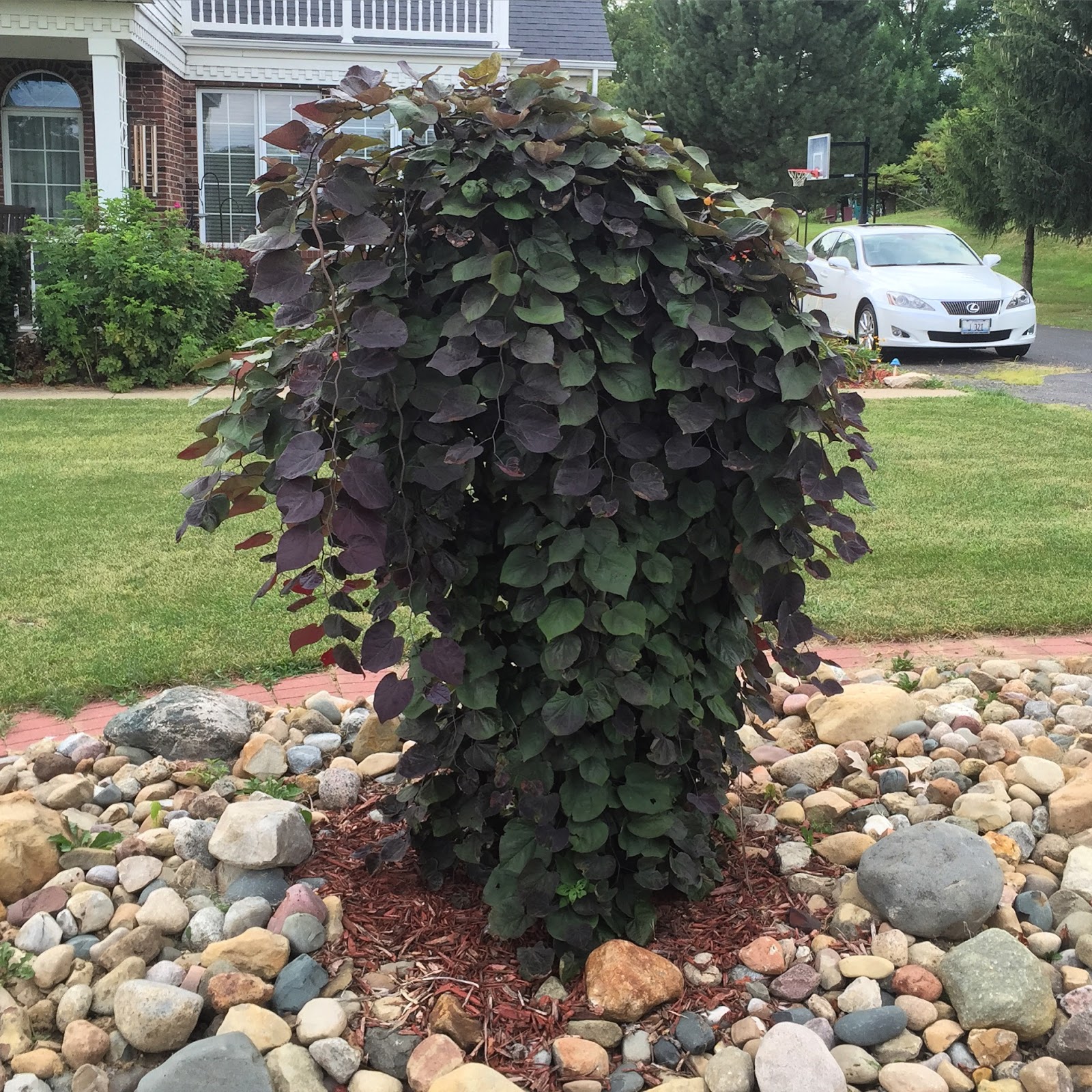 Cercis canadensis ‘Ruby Falls’ Weeping Redbud [Backyard Neophyte