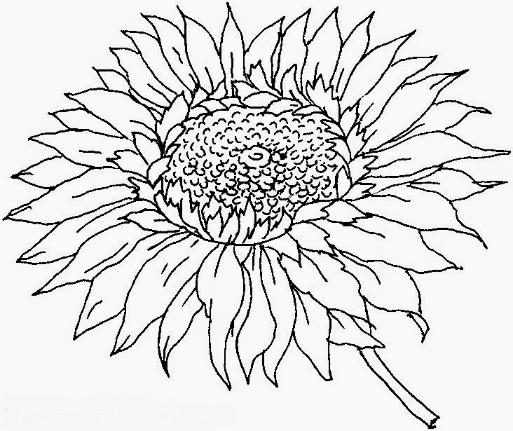 Gambar Mewarnai Bunga Matahari Lucu Karikatur