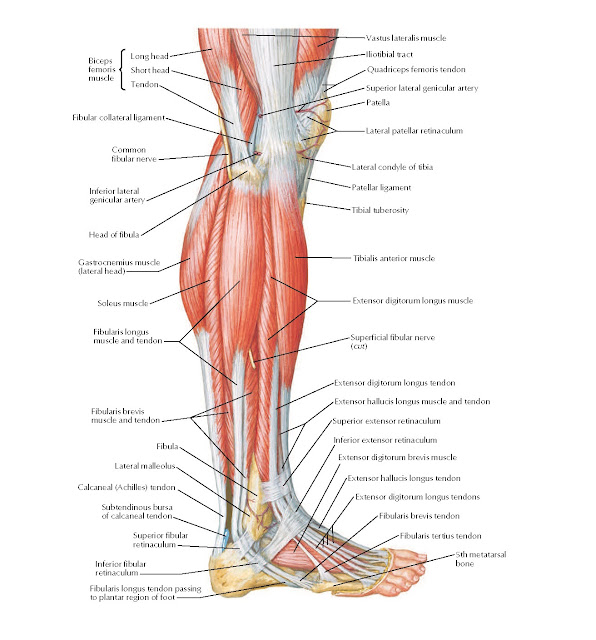 Muscles of Leg: Lateral View Anatomy