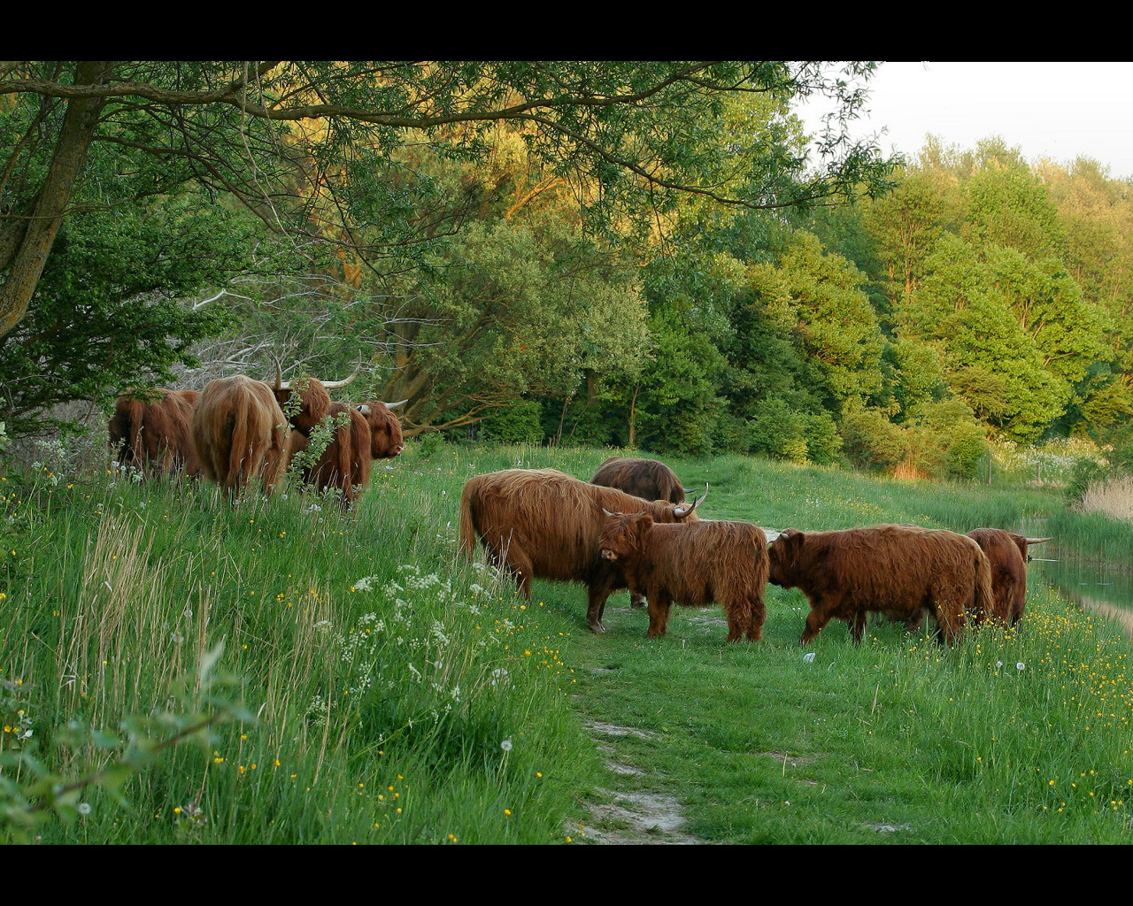 Monkey Blog: cattle wallpaper