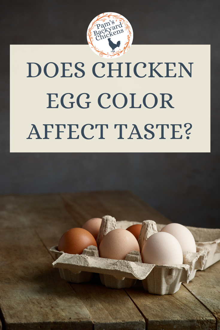 Pam's Backyard Chickens Does Chicken Egg Color Affect Taste?