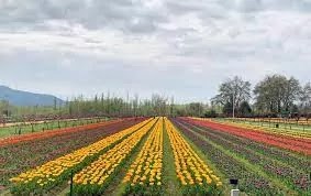 Asia's largest tulip garden opens, learn everything