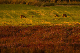 Wildlifefotografie Naturfotografie Lippeaue Sonnenuntergang