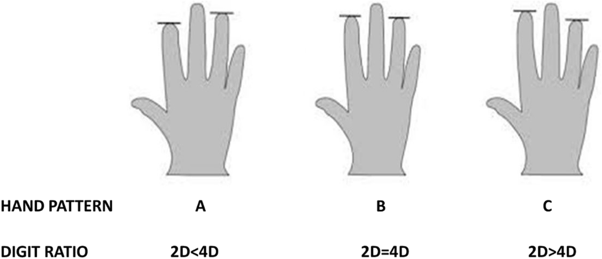 H2D4D Measuring The 2D 4D Ratio h2d4d-measuring-the-2d-4d-ratio