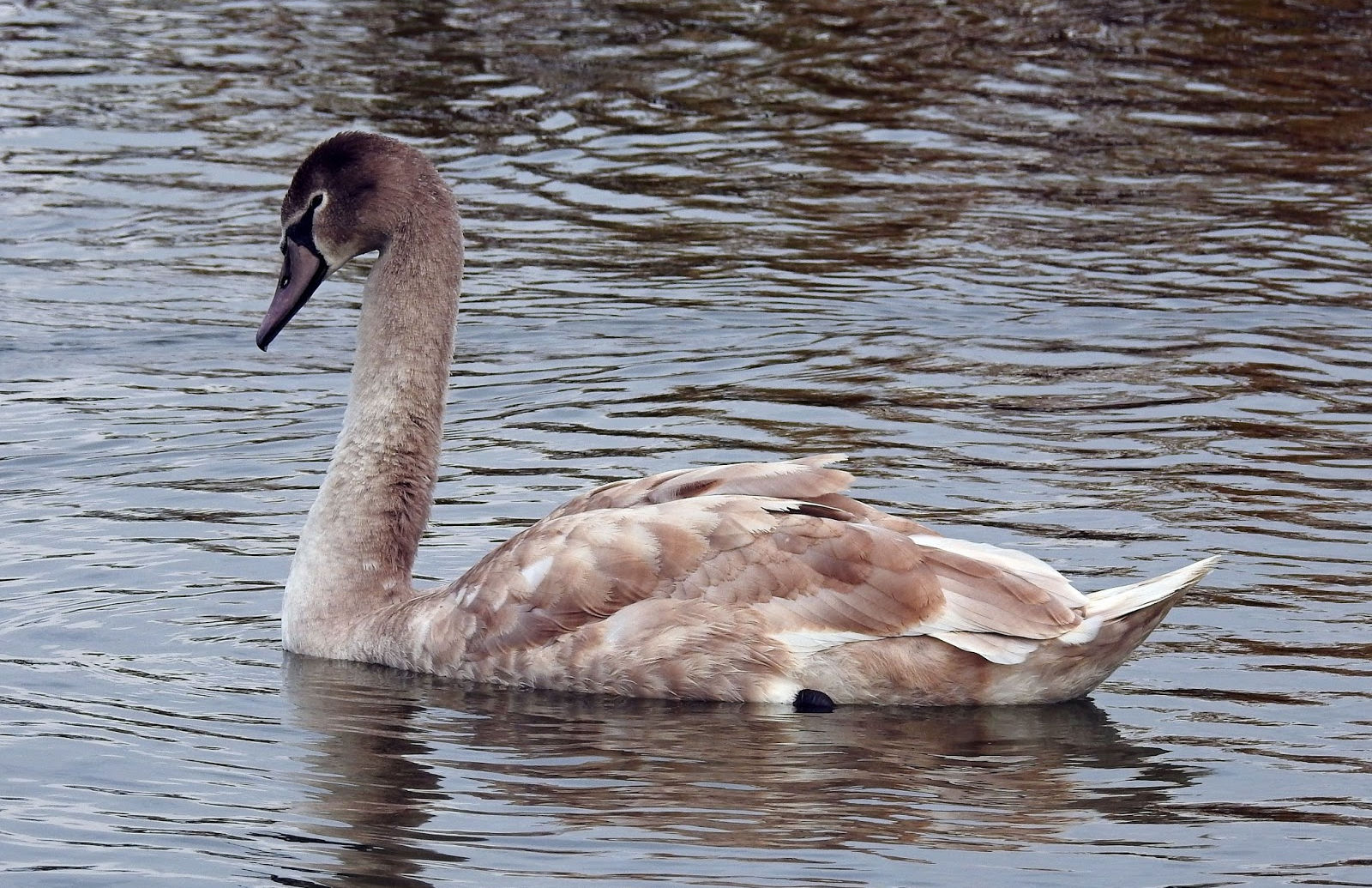 BIRDWALKERMONDAY MUTE SWAN (JUVENILE) (Cygnus olor)