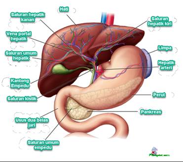 Definisi Organ Hati Anatomi Fungsi Serta Gangguannya Pada Sistem Ekskresi Manusia Biologine Pak Mycunk