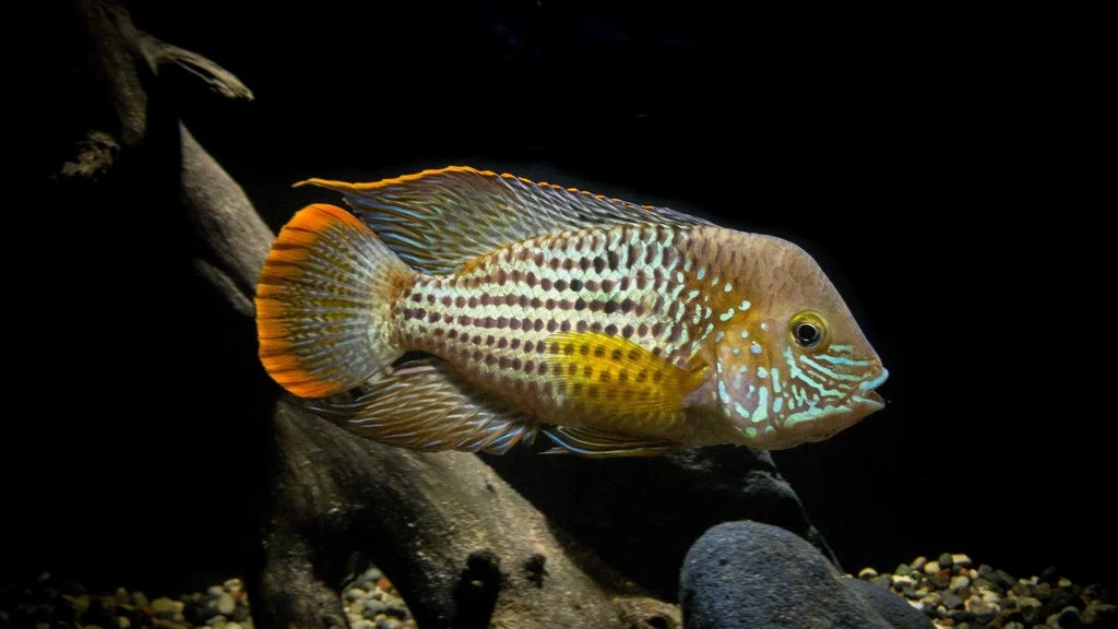 african-cichlid-in-aquarium