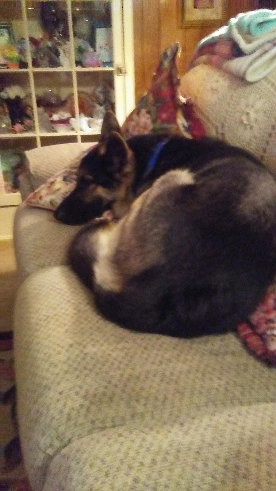 Thoughts From The Donald Couch Potato 02 22 19