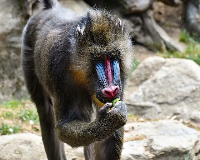 Macaco mandril real vivendo em seu hábitat