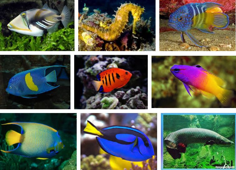 Nama Ikan Hias Air Laut dan Gambarnya